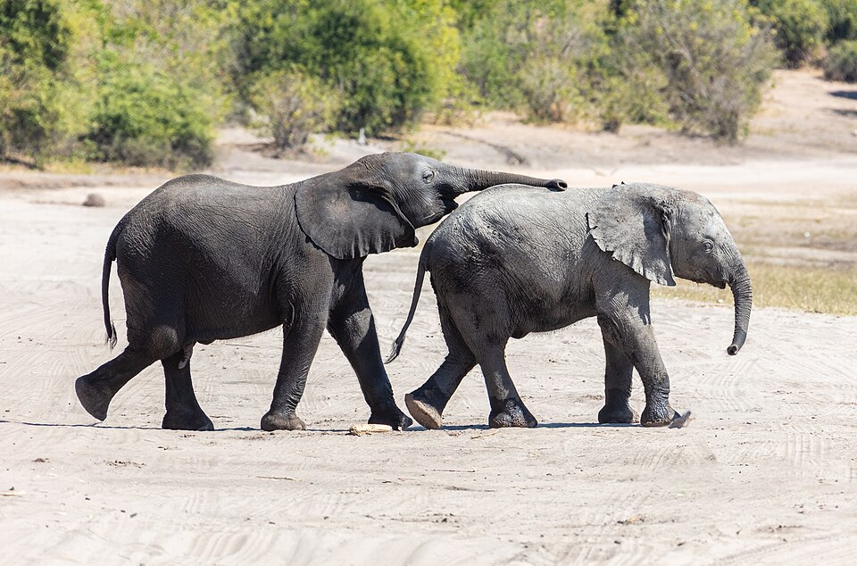 BOTSWANA